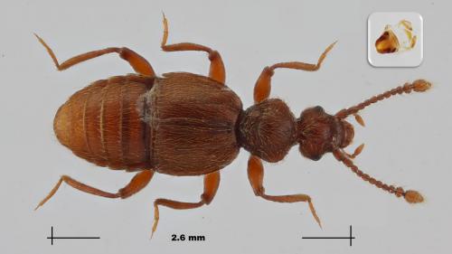 Réf. 269 967 : Trichonyx sulcicollis